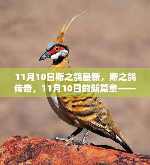 斯之鸽传奇,回顾与展望——11月10日新篇章开启