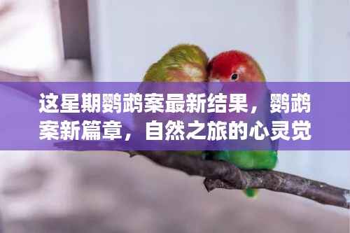 鹦鹉案最新进展揭秘,心灵觉醒的自然之旅与微笑结局