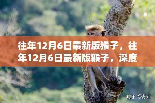 深度解析,历年12月6日猴子版本演变与猴文化探究