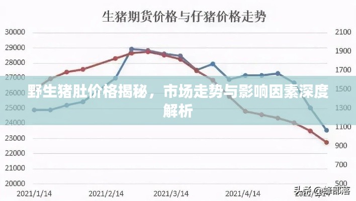 野生猪肚价格揭秘,市场走势与影响因素深度解析