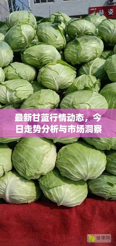 最新甘蓝行情动态,今日走势分析与市场洞察