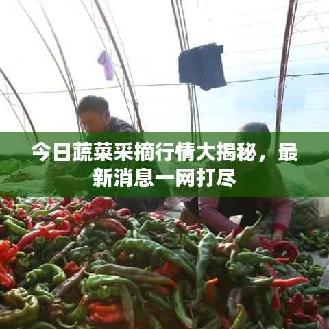 今日蔬菜采摘行情大揭秘,最新消息一网打尽